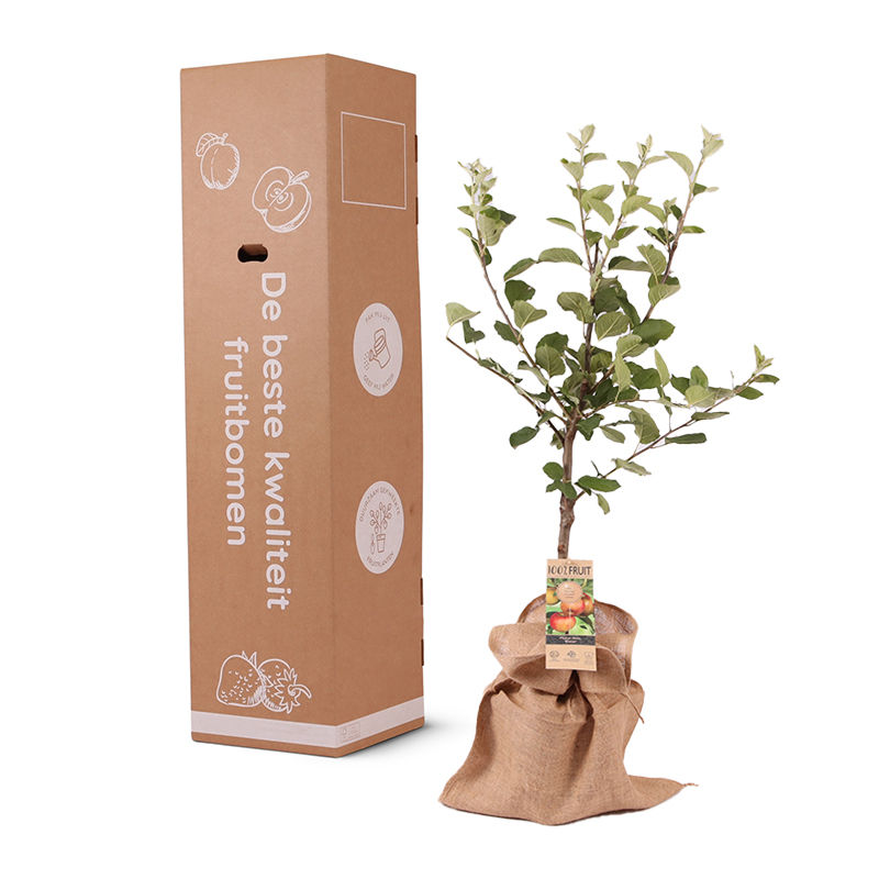 Fruitboom 95 cm - Afbeelding 11